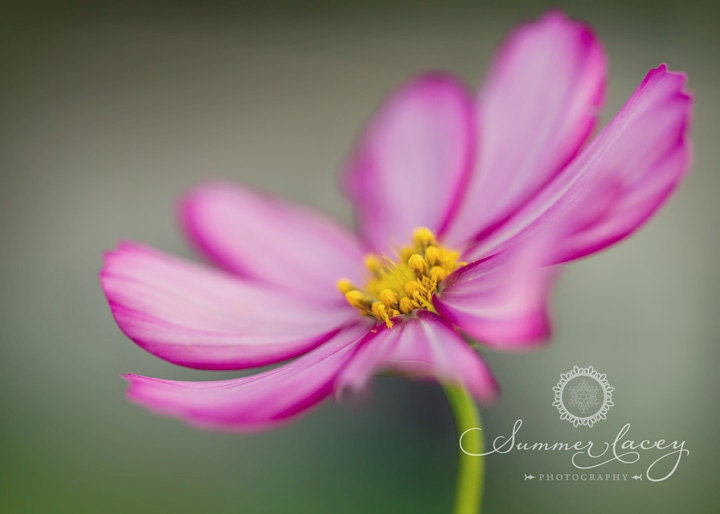 Dancing Lady - 8x10 Fine Art Print - Pink Summertime Cosmo - Original Wall Art