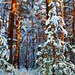 Winter Forest Blue Orange Snow Vault Cathedral