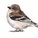 Bird Painting Goldfinch - Print of watercolor painting A4