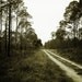 Down by Law - 8x10 Photo Print, Road, Lost, Forest, Crossroads, Louisiana, Florida