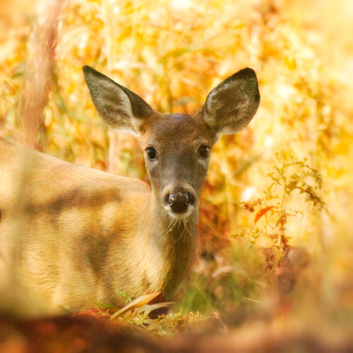 Deer photography nursery art nursery decor harvest gold yellow russet autumn fawn woodland baby animal print forest - All Ears 8x8