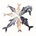 Whale Pod - Archival Print