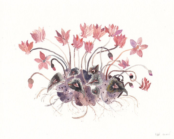 Pink Cyclamen - Limited Edition Print
