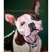 French Bulldog pet portrait, Pierre-  Frenchie- Signed archival Giclee Print 8x10