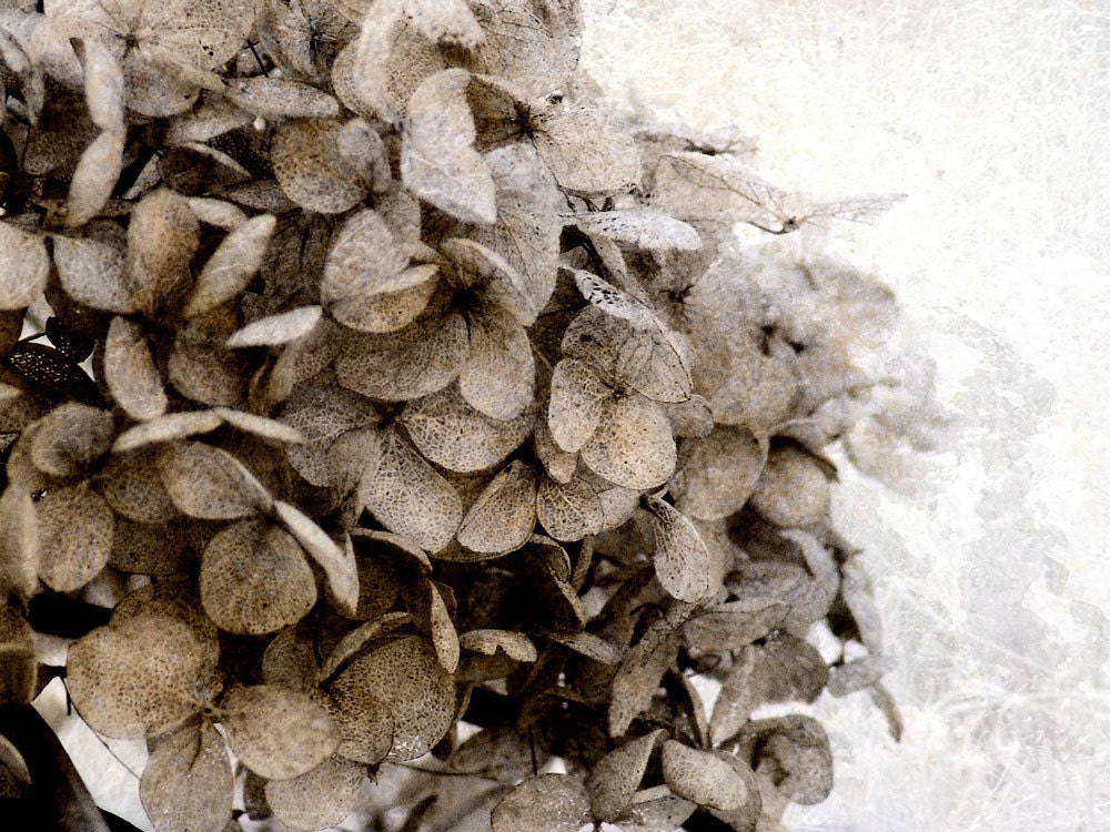 Flower Fine Art Photograph Vintage Hydrangea -Sepia Black White Nature Wedding Decor
