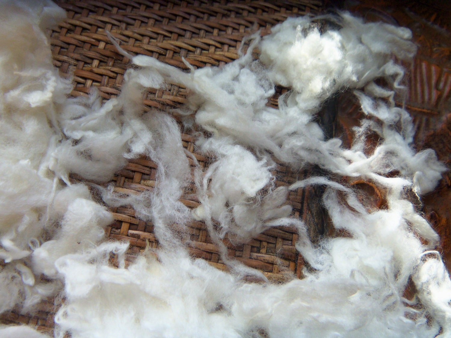 Mary had a little lamb 21 micron Merino Lamb locks for felting or spinning