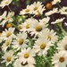 Nature Photography - Summer is Happy 8x8 Photograph - fresh garden daisies vintage tones summer garden