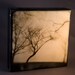 Reaching Trees in Fog Sepia Encaustic 6x6 Wood Panel