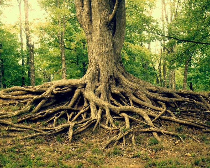 Survival is for the green 8x10 Photo - Gnarled Tree in Southern Illinois, signed fine Art Print