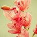 Vintage Botanical . coral pink orchid print . flower photography . shabby chic home . charming cottage chic art . gift for her