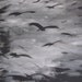 Lisa Snellings-Crows On Gray-Digital Print