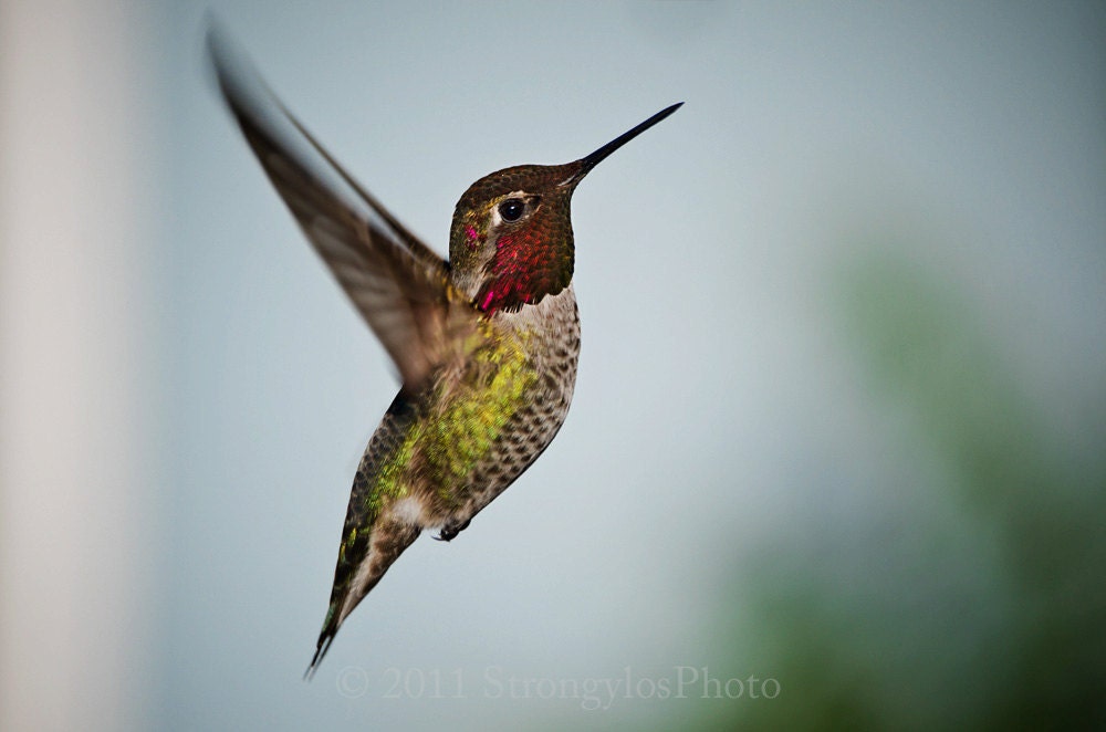 Hummingbird photography, male Annas, 8x12 print for bird lover ready to ship StrongylsPhoto