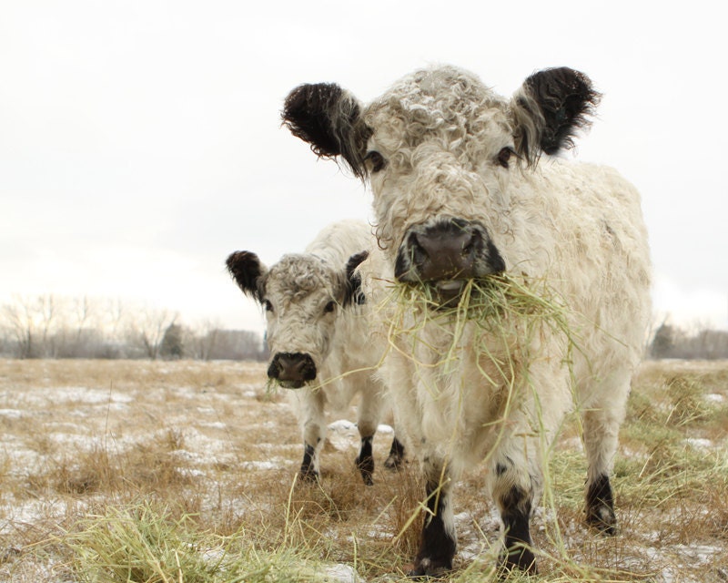 Cow Art Photo French Country Decor Fine Art Photography Two White Cows in December 8x10