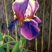 IRIS in SPRING 9x11 Giclee Print of Original Pastel Painring