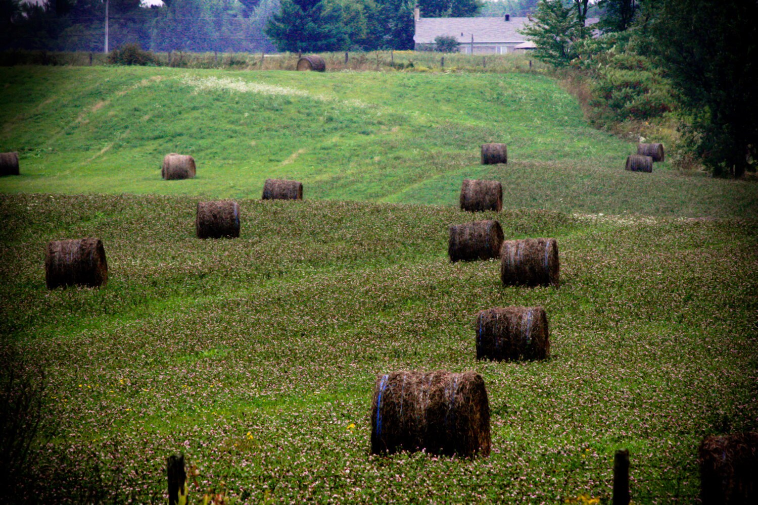 Photograph of Hay Rolls in the Canadian Countryside - 4x6