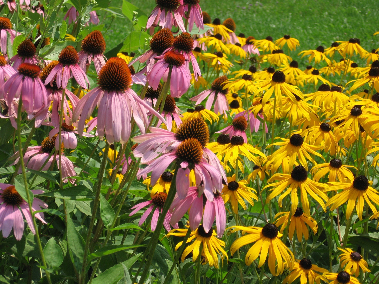 PURPLE CONEFLOWER, Echinacea, 100 seeds, perennial, medicinal, birds and butterflies