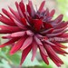 EXPLOSION Floral Fine Art Photography Print