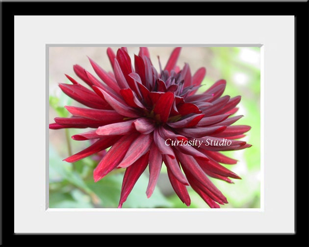 EXPLOSION Floral Fine Art Photography Print