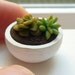 Miniature Dollhouse Succulent Plant in a Pot