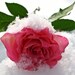 Metallic Photography 5 x 7 - Macro Photo -SnowRose
