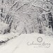 Winter Road -8x10 Original Fine Art Print - Snow Covered Road on a Winter Day - Original Wall Art