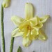 Embroidered Framed Daffodils in Silk Ribbon