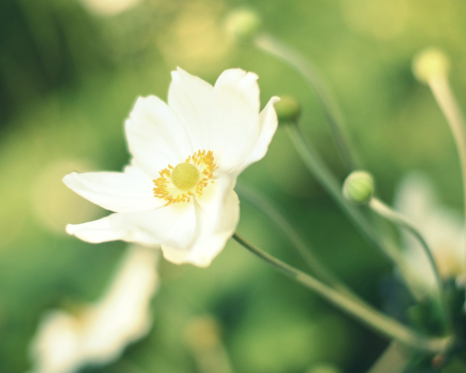 8x10 Flower Print White and Green Anemone Photograph Dreamy Summer Spring Garden Home Decor