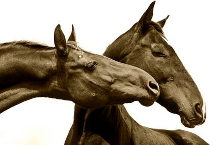 Kiss Kiss, Horse Photo, Cottage Decor, 12x8, Fine Art Horse Photography