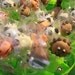 Zoo Animal Cake Pops - 1 Dozen - Local Pickup Only