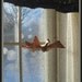 Photograph Bird In Window, Russian Bird of Happiness, Digital Watercolor,16 x 20, Fine Art Photograph