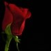 KISS MY ROSE - Artisan Natural Perfume oil