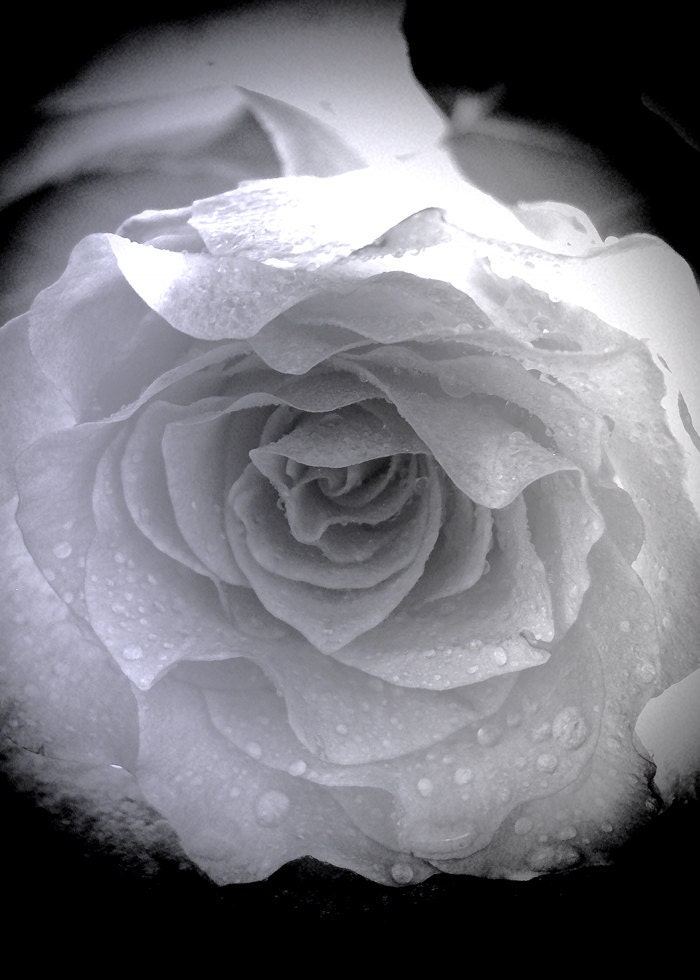 White Rose - 5x7 print