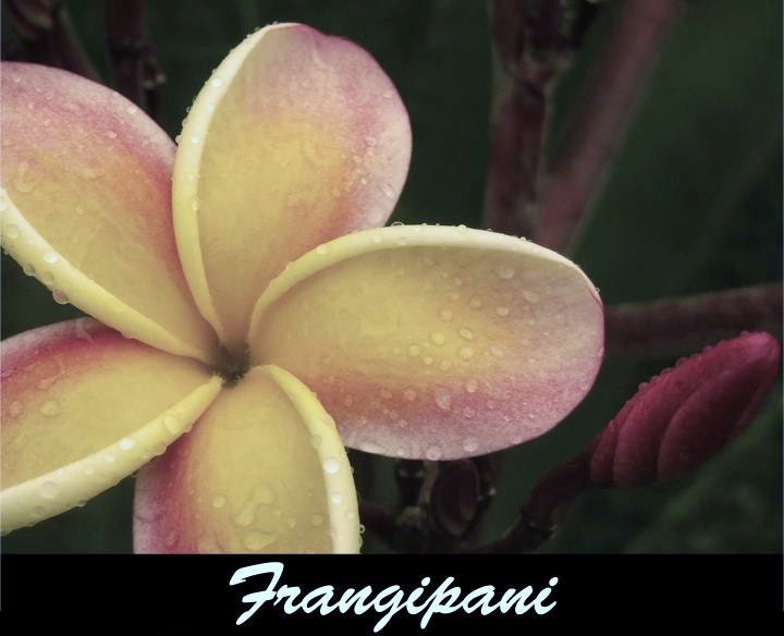 FRANGIPANI - Artisan Perfume Oil