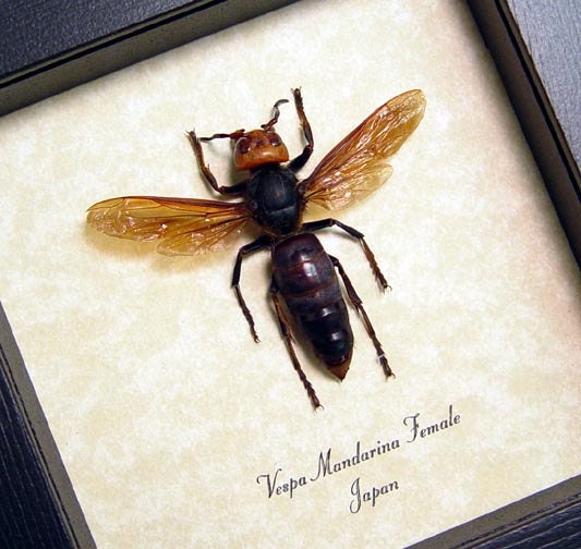 Real Giant Japanese Hornet Vespa Mandarina Female 7990