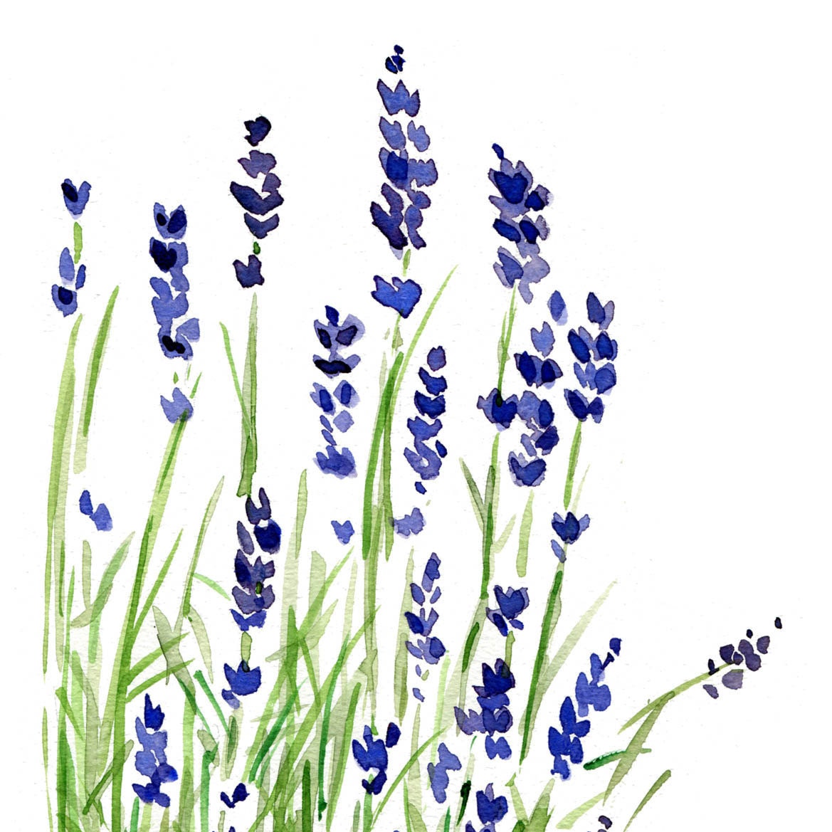 Lavender plant print of original watercolor painting ,purple and green, Plants, Botanical herb, February birthday, mothers day ,