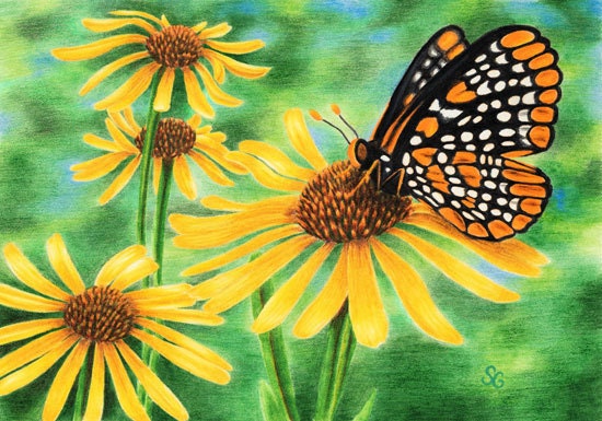 Baltimore Checkerspot Butterfly ACEO limited edition of 30