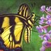 Tiger Swallowtail 8x10 Print