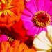 SALE 30% OFF Amish Farmers Market Flora - 8x10 inch Photo - Fine Art Nature Photography Print - brightly colored flowers