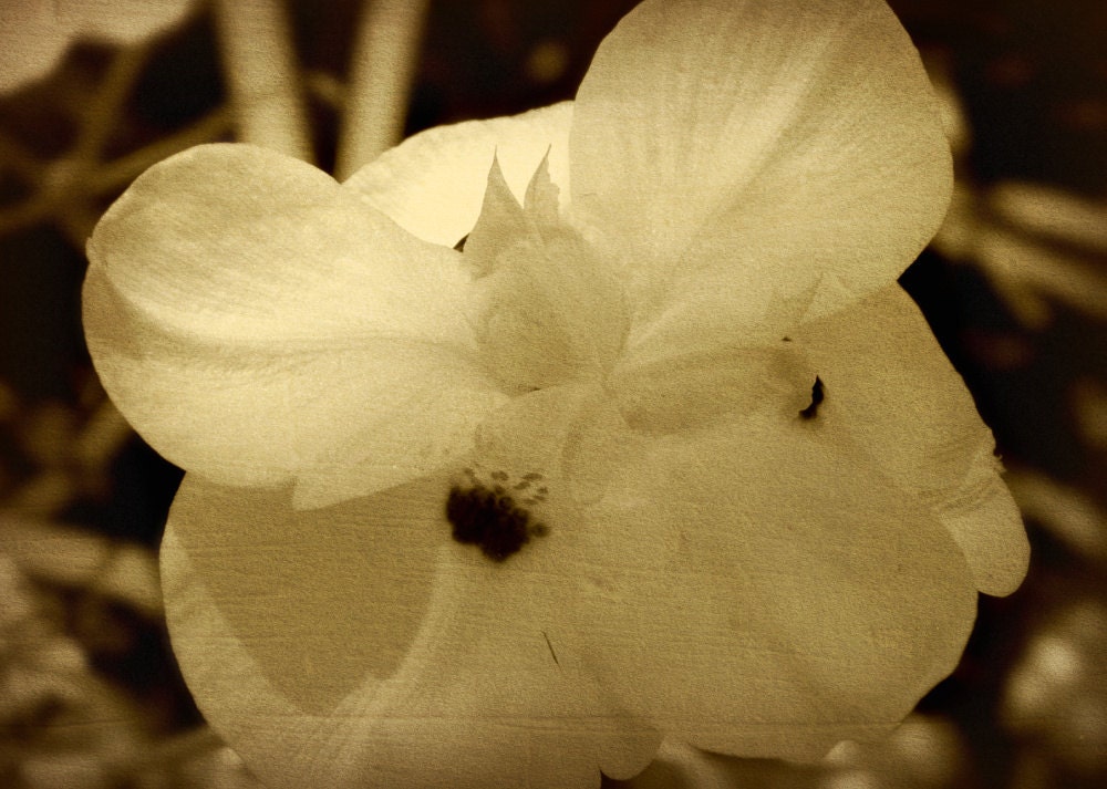 BELOVED - Artisan Perfume Oil