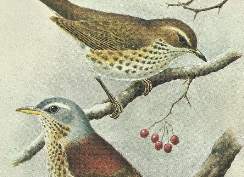 Redwing and fieldfare 1962 vintage print