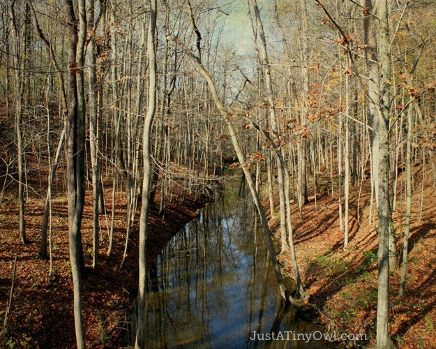 Into the Woods 8x10 Metallic Photograph with Overlay