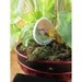 Confused Bunny and Chick Handmade Diorama Egg Decoration