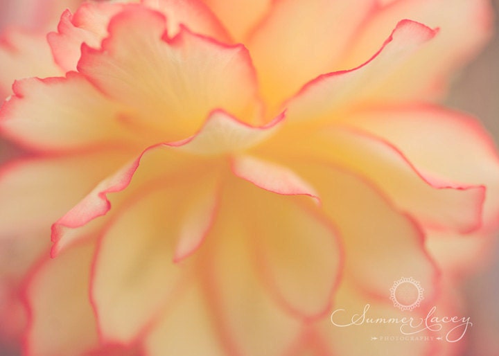 Peachy - 16x20 - Original Fine Art Print - Yellow-Orange-Pink-Pretty Spring Flower in Full Bloom - Original Wall Art