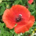 100 seeds,SHIRLEY POPPY, Flanders poppy, annual, mixed colors