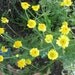 Margarite, Dyer's chamomile, 150 seeds, perennial, sunny yellow