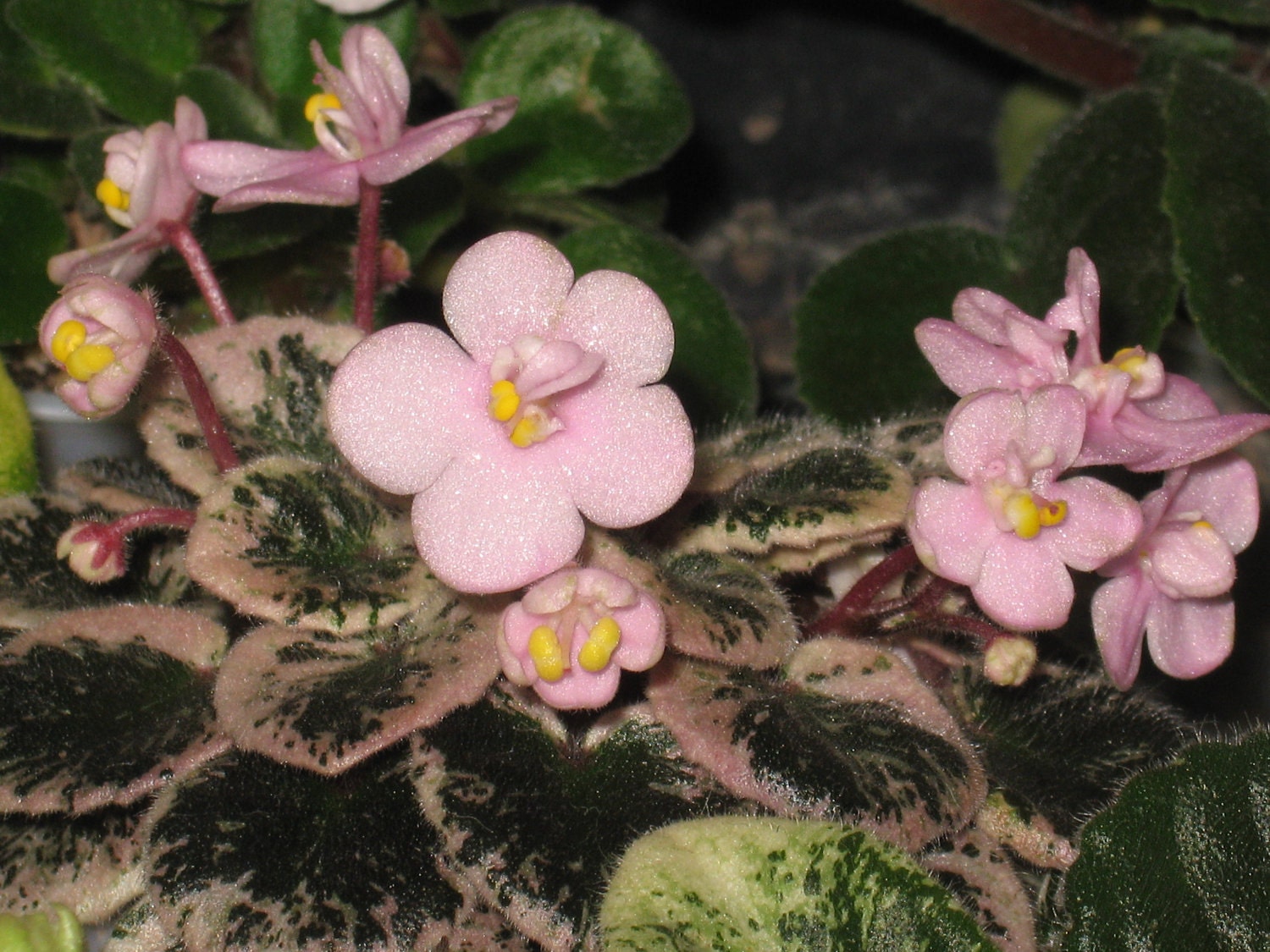 African Violet, live plant, PINK DOVE, miniature, NEW lower price