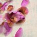 Flower Photo Pink Rose Petals Spring Decor 8x8 French Country Home Decor Botanical Print pink green girly feminine pastels rusty