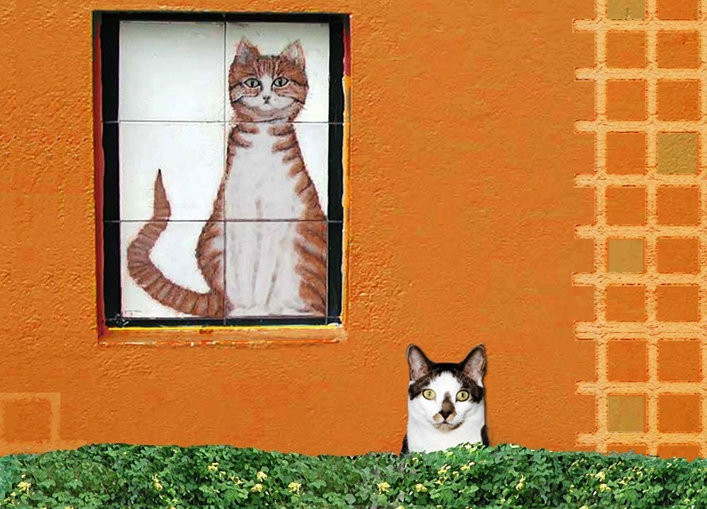 Cat Note Cards- Set of 5 cat cards- Funny Cats