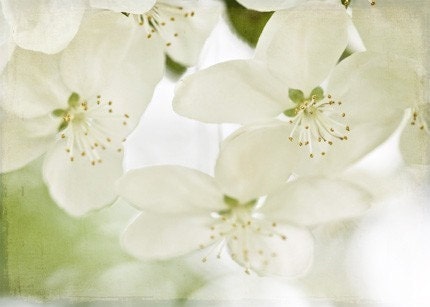 White winter light green under 50 women soft romantic pale faded muted elegant spring - Tranquility - 8x10 Fine Art Print