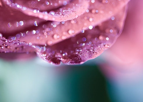 Pink water drops teal under 25 50 women sparkly romantic elegant rain love pink blue soft petals spring - Fine Art Photography Print